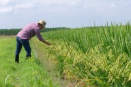 Fedearroz exportará arroz a los E.E.U.U