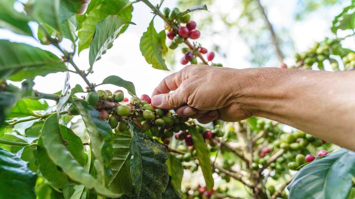 El pueblo caldense de clima templado perfecto para el senderismo y avistamiento de aves