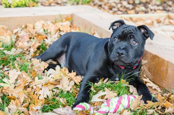 Best Puppy Dog Foods for Staffordshire Bull Terriers