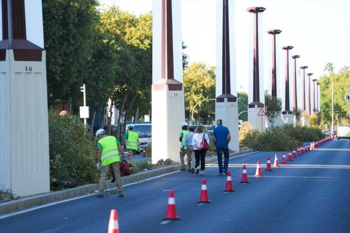 El Ayuntamiento tala más de 135 árboles ornamentales en la mediana de Jiménez