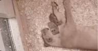 This N.J. zoo is celebrating its first lion cub births