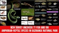 New Survey Uncovers 77 Fish and 108 Amphibian-Reptile Species in Kaziranga National Park