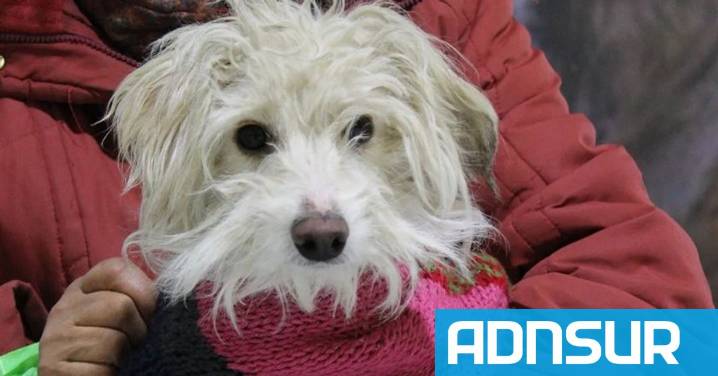 Comodoro: el servicio de castración gratuita estará, desde el 9 de diciembre, en el barrio Las Flores