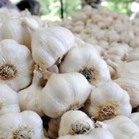 Now is a good time to plant garlic in St. Louis