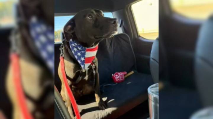 Missouri Shelter Pup Spends Almost His Whole Puppyhood Waiting For One Family