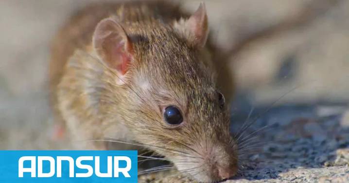 19:03 Confirmaron un caso positivo de hantavirus en una provincia patagónica