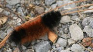 Woolly bear caterpillars: Can they predict winter weather?