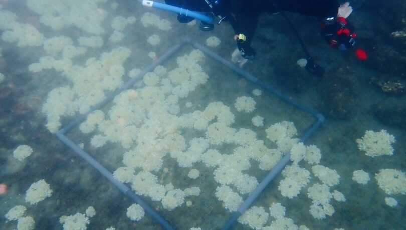 Científicos confirman la llegada de la medusa Cassiopea andromeda a la costa de Almería