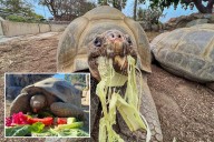 Oldest resident of San Diego Zoo, Gramma the Galapagos tortoise, dies at about 141
