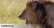 Ni uno ni fuerte: científicos identifican un nuevo rugido “intermedio” en leones aplicando IA