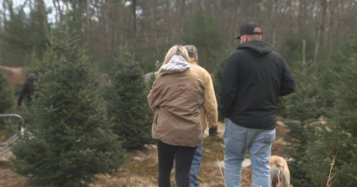 People flock to Massachusetts Christmas tree farms for as tariffs increase prices on artificial options