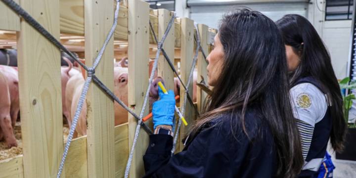 Suspenden entrada a México de cerdos importados de España por peste porcina africana