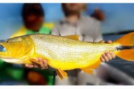 SORPRESA! El gobernador de Corrientes vetó una Ley que protegía al Dorado: los motivos