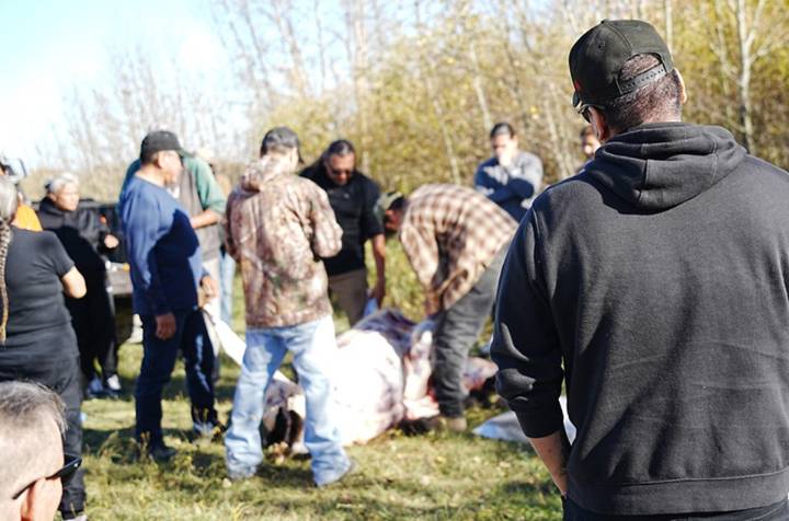 Bison harvest themes: reconciliation and fostering cultural connections