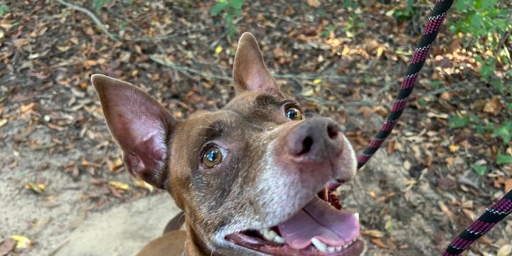 Furry Friday: These pups are the perfect plus one!