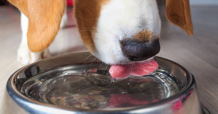 Vet urges dog owners to make simple tap water change this winter