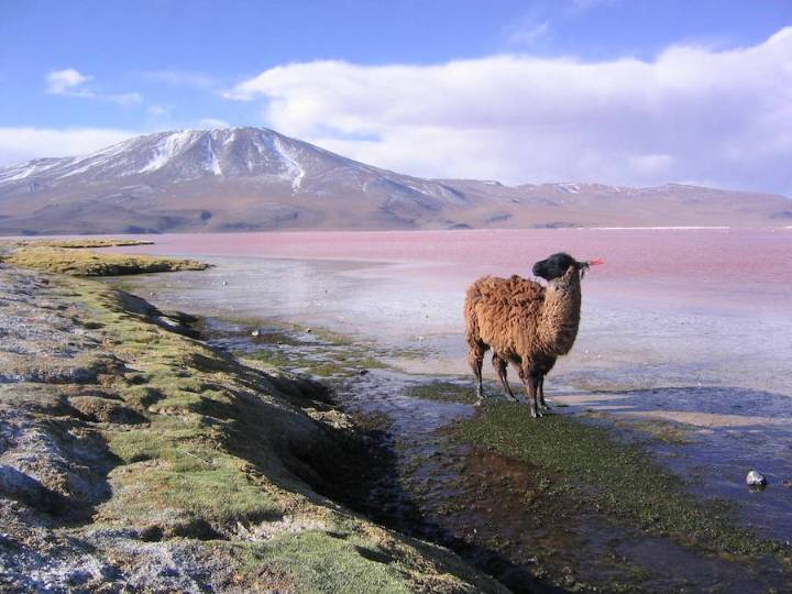 Guía completa para viajar de Chile a Bolivia: requisitos y consejos