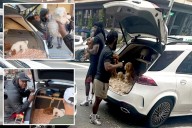 Exclusive | Shady NYC dog dealers illegally selling puppies for thousands of dollars out of car trunk