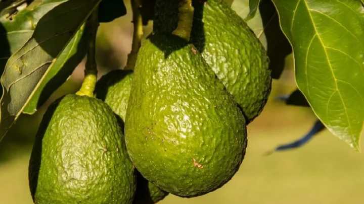 ASAJA presenta un gemelo digital para proteger el aguacate de las heladas en Cádiz