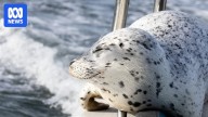 Seal escapes orca hunt by jumping onto photographer's boat