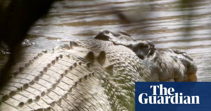 Massive crocodile taken to Steve Irwin’s Australia Zoo despite traditional owners’ anger over removal