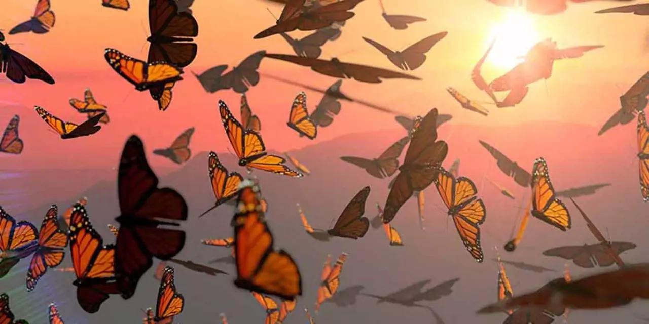 500 Mariposas Monarca llegan a México con transmisores ultraligeros