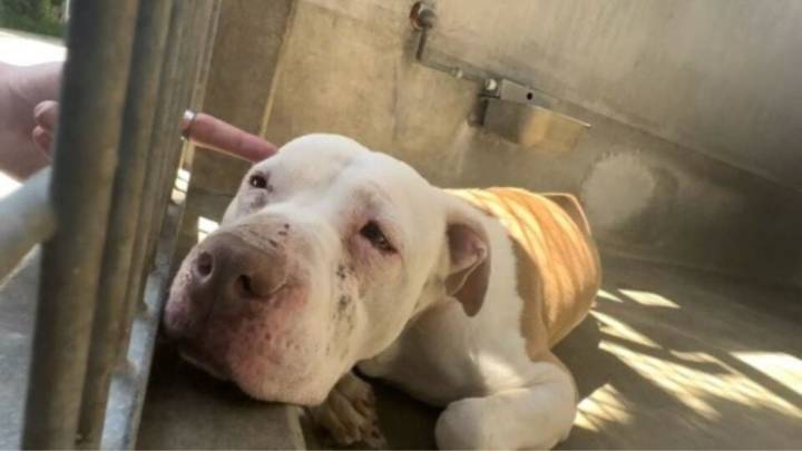 California Shelter Pup Gives Up Hope Until A Stranger Stops And Listens To Her Cries