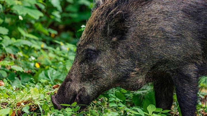 Los agricultores aragoneses muestran su preocupación por el foco de peste porcina en Barcelona