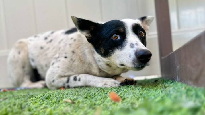 Timid Dog Overwhelmed By Shelter Life In California Begins To Open Up At Home