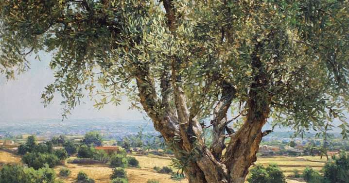 Cultivo del olivo en México: Importancia, beneficios para salud y usos