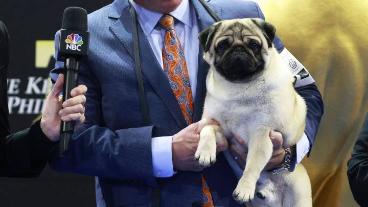 How to watch National Dog Show 2025: live stream, TV channel, time