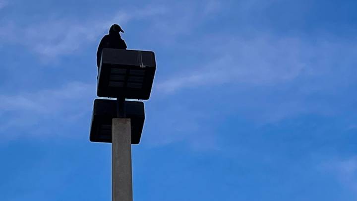 Vultures fly in the face of climate change threats