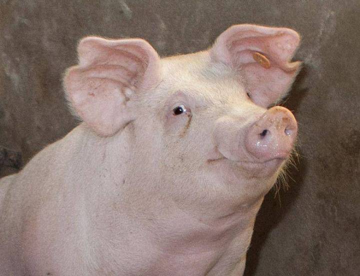 Cierran frontera al cerdo español: México frena importaciones por brote sanitario en Barcelona