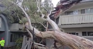 Fallen tree displaces Thousand Oaks apartment building residents
