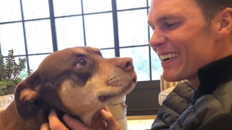 De Tom Brady a Paris Hilton: así funciona la moda millonaria de clonar mascotas