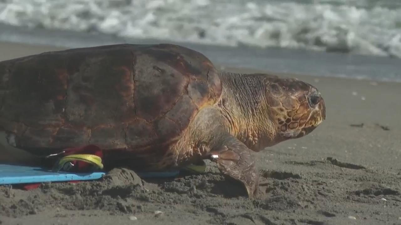 Injured sea turtle Swim Shady returns to the ocean after recovery