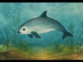 Vaquita marina 2025: Señales de esperanza para el mamífero marino más amenazado del planeta