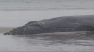 Rescue efforts fail for beached humpback whale near Yachats; euthanasia likely option
