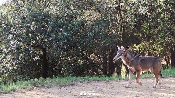 El lobo cría en Catalunya un siglo después: la loba del Empordà tiene tres lobeznos