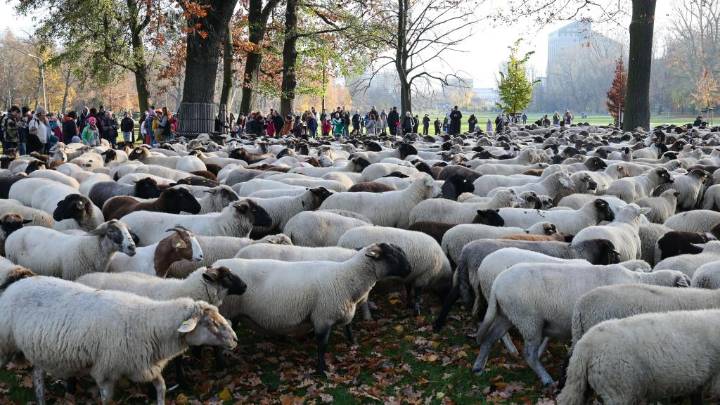 Hundreds of sheep head through German city of Nuremberg