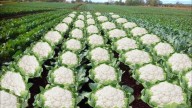 Cauliflower farming has nothing to do with the plant. It hints at Logain massacre of Muslims