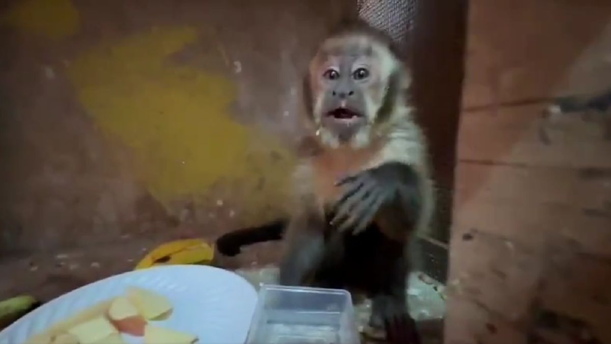 Mono capuchino fue rescatado desde una vivienda en Antofagasta