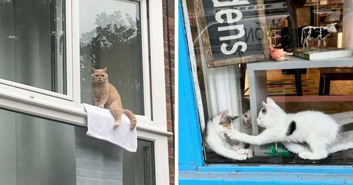 80 Times People’s Days Were Made By Kitties Sitting By The Window (New Pics)
