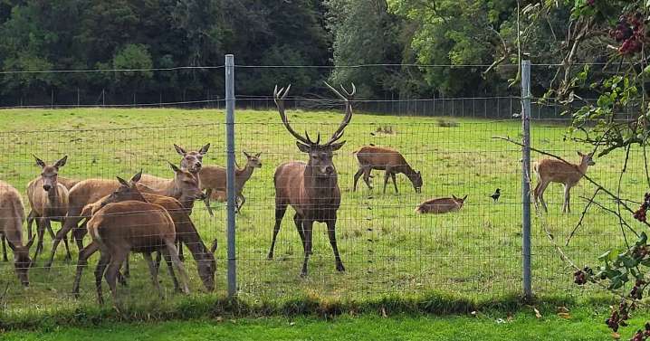 Stag beheaded by intruders at popular park as 'callous' killing sparks disgust