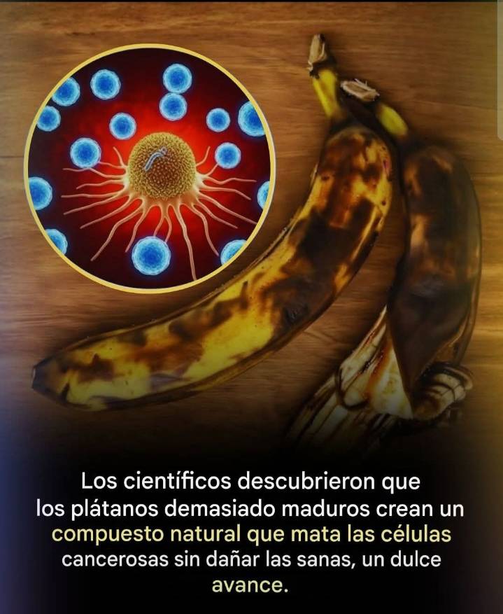 los plátanos maduros pueden contener un potente compuesto natural capaz de apuntar y destruir las células cancerosas malignas