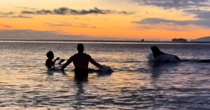 B.C. news: Sea lion interrupts Vancouver Island  cold plunge