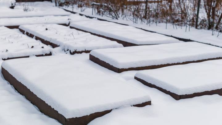 Save money on your favorite native plants by sowing seeds this winter