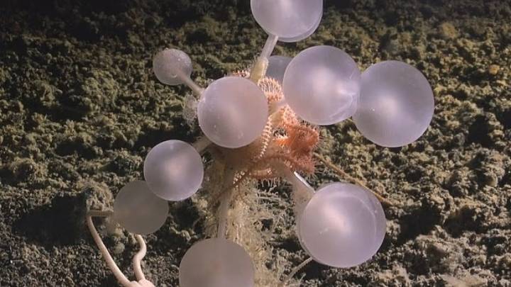 Descubren una nueva especie de esponja carnívora en las profundidades del mar: la han bautizado como 'la bola de la muerte'