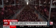 Indiana BOAH confirms 53rd LaGrange County bird flu detection of the year