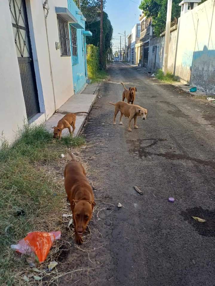 Baja rickettsia en Sonora durante 2025